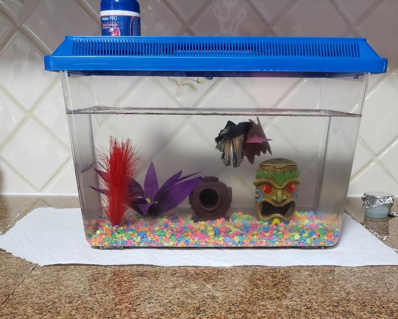 My betta Poseidon is happy in here