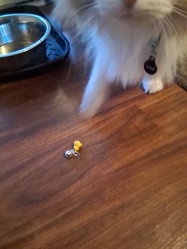 Wearing her collar without the bells, she enjoys playing with the bells instead