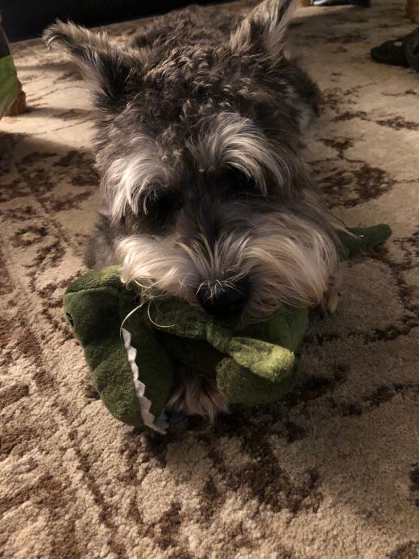 Henry using his alligator as a pillow!