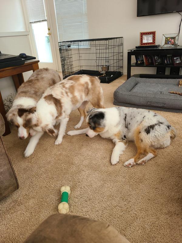 Lexie, Dakota and Shanel