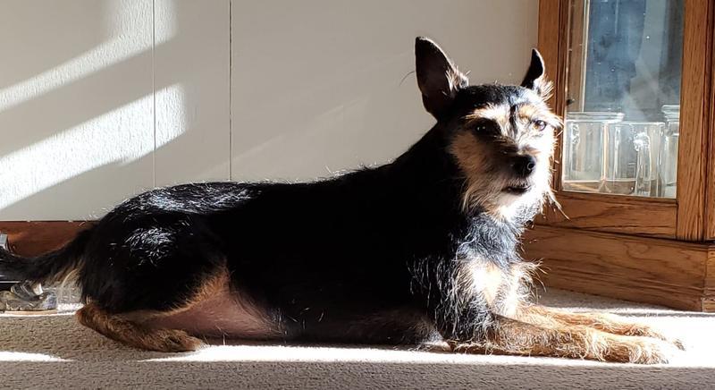 Daisy sunbathing