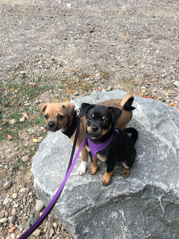 Nova and Bull rock climbing