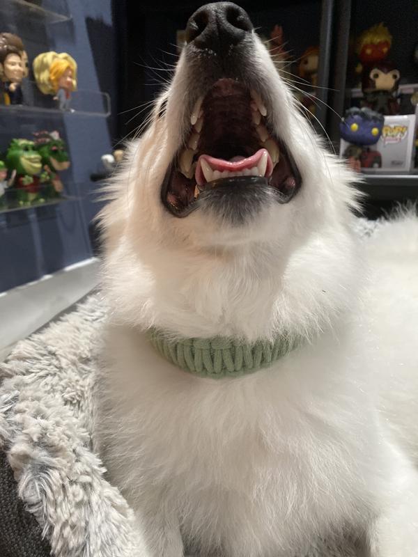 Snow trying to show off his awesome collar