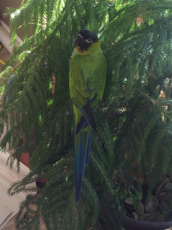 Puff, the Nanday Conure