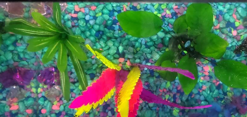 Great addition to my 10 gal "pond"!