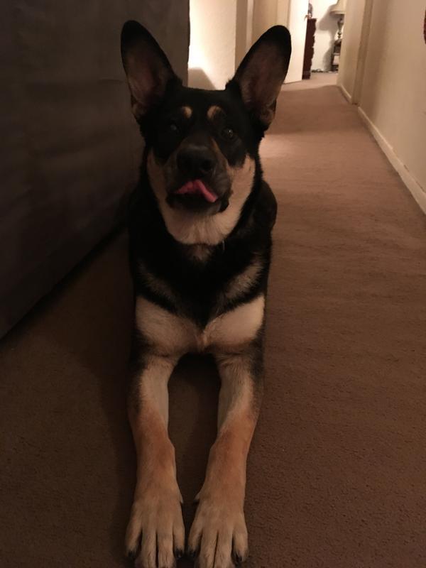 This should give you an idea of how goofy he is.