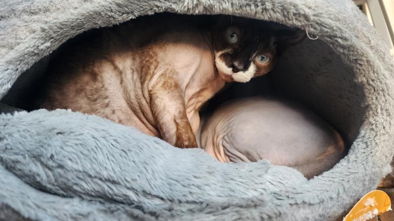Nala Prune & Castiel sharing the igloo