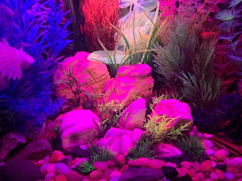 Under purple LED lights