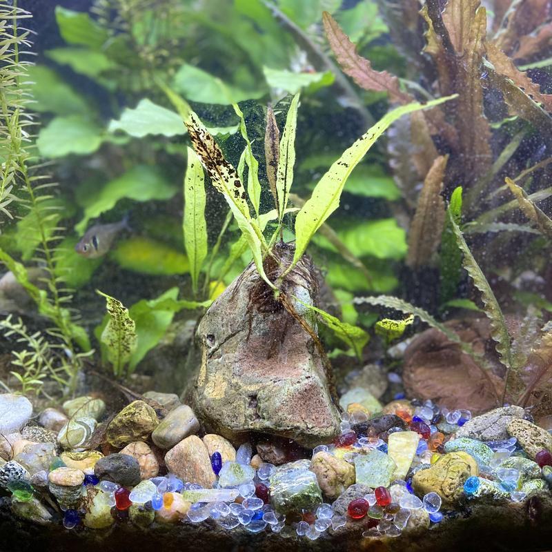 Looks great!