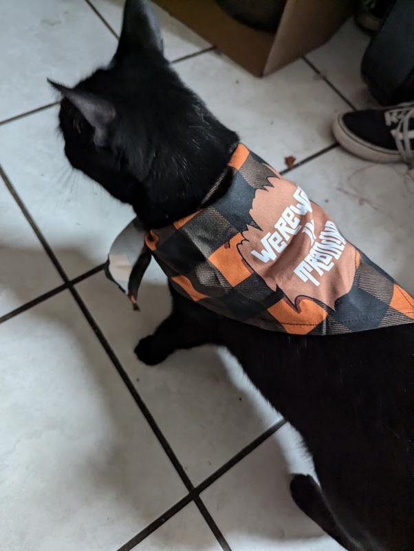 I used it for my cat :)