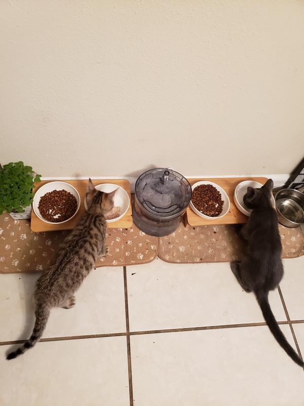 Kittens, Abbot and Max, happily eating.