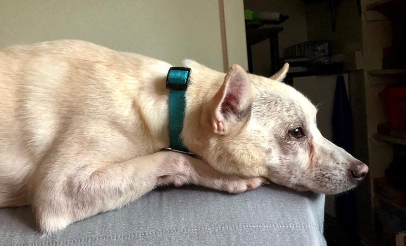 My dog in his collar