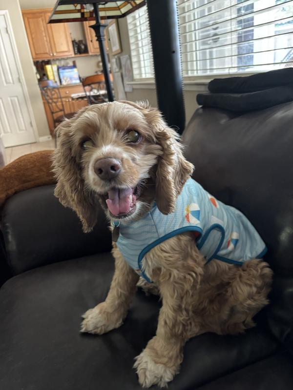 Ginger is staying cool this summer.