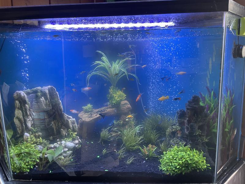 It’s on the back right of my tank