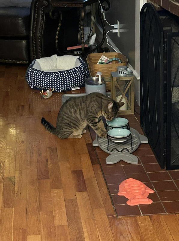 Whole Hearted Chicken & Pea Recipe in the left bowl.  Her previous food in the right bowl.  You can see which one she clearly prefers, haha!  Whole hearted is a hit in our home!