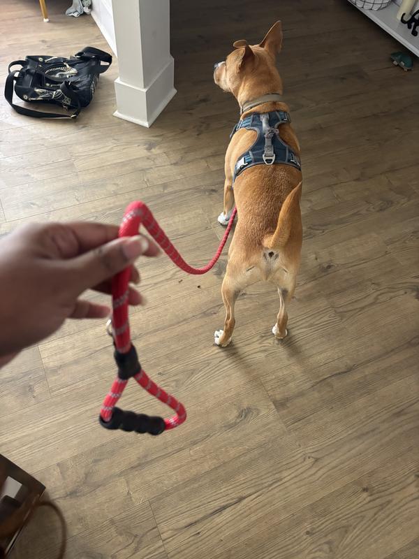 Leash is thick and supportive