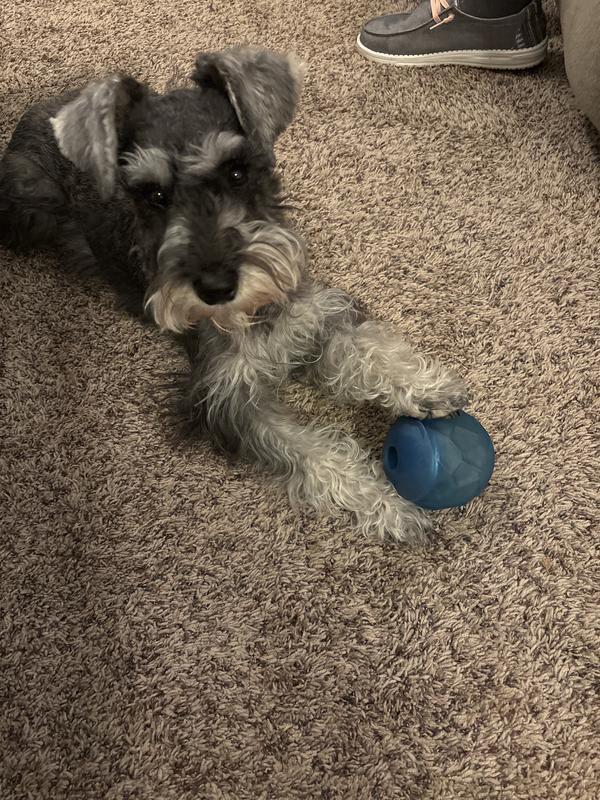 Dog enjoying ball