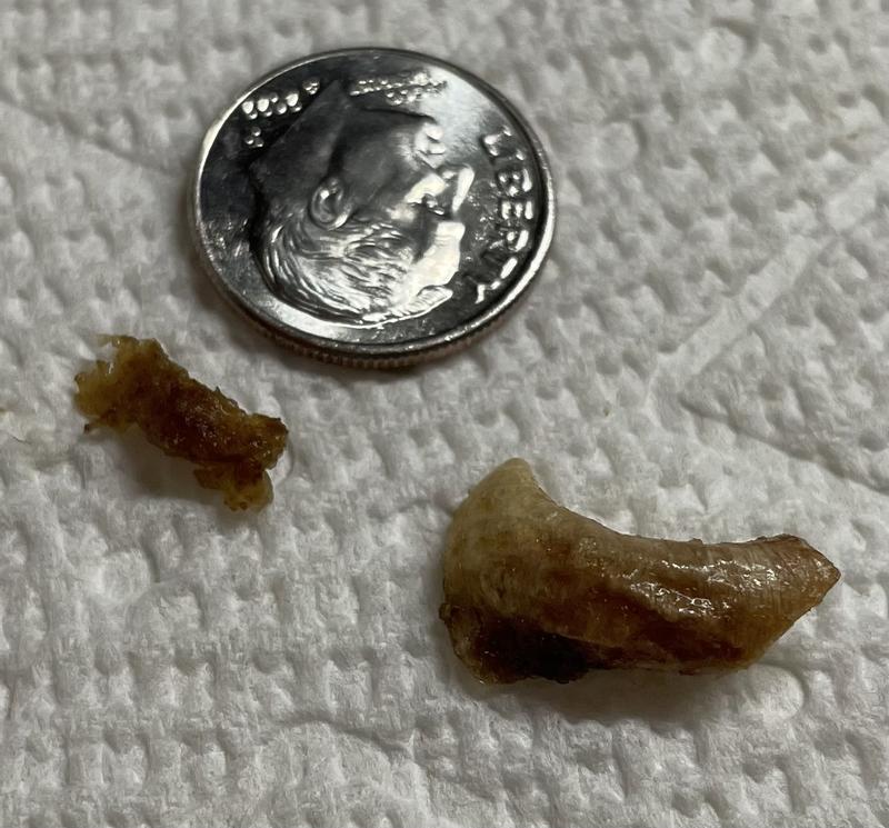 Larger hollow bone and smaller piece
