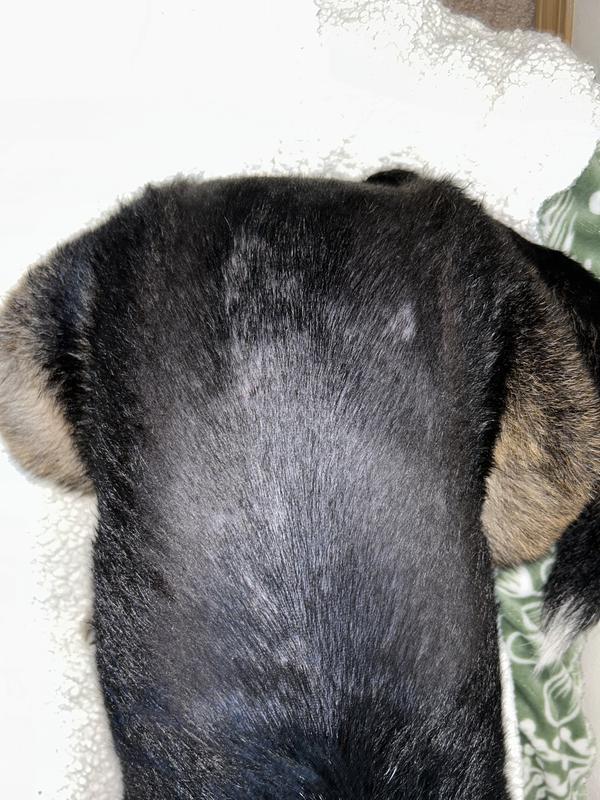 shiny and clean after her bath, she was recovering from a dermatitis on her back and this was gentle on her skin!