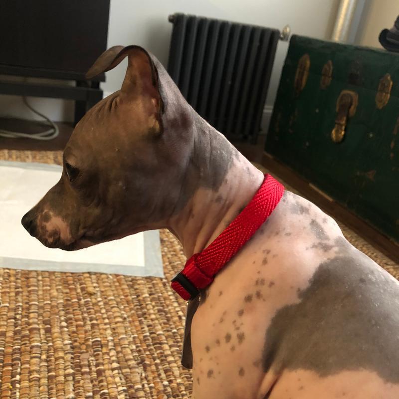It’s a red collar