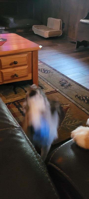 A little blurry as he is nothing but movement when playing fetch