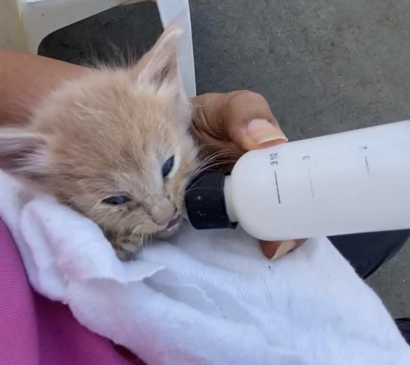 Feeding kitten formula