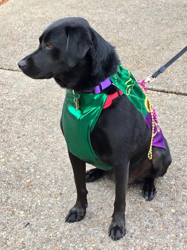 Mardi Gras ready strutting with her Petco purple collar!