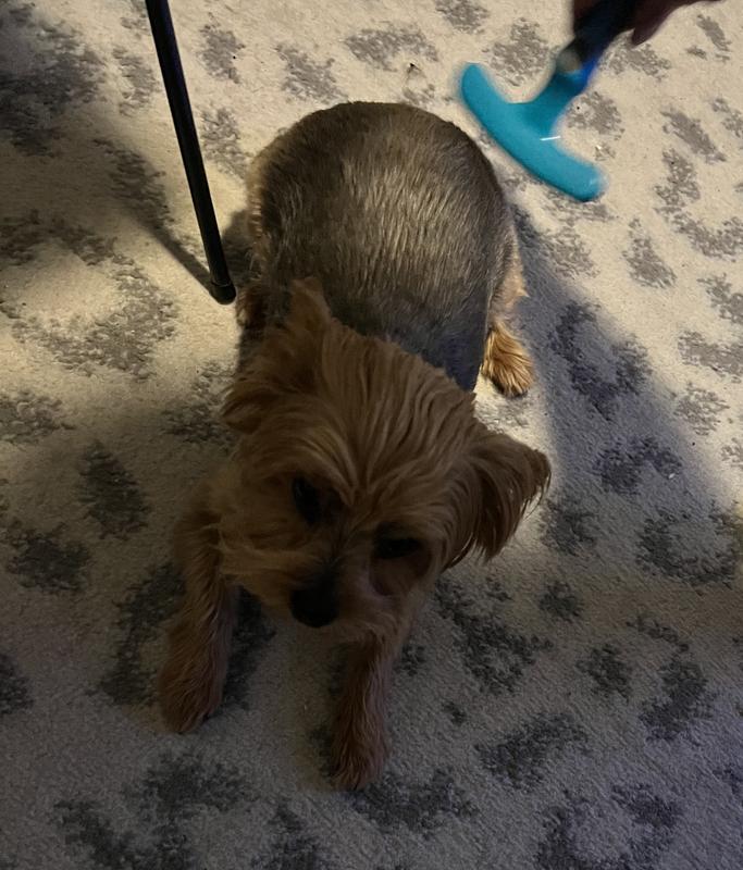 Showing size of brush compared to Coco
