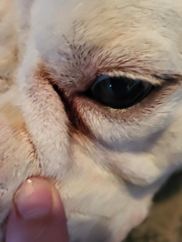 Well Good Skin and Coat Health for Dog in the Pet Vitamins