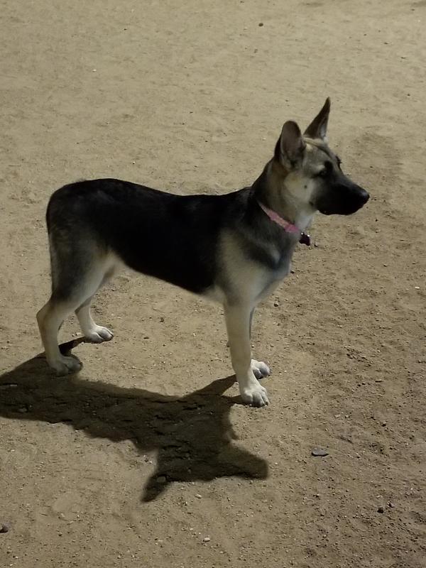 Cali