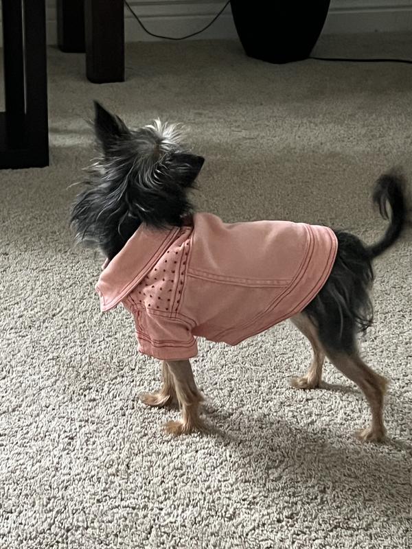 Yorkie mix, wearing XS