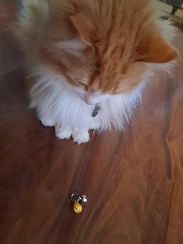 Wearing her collar without the bells, she enjoys playing with the bells instead