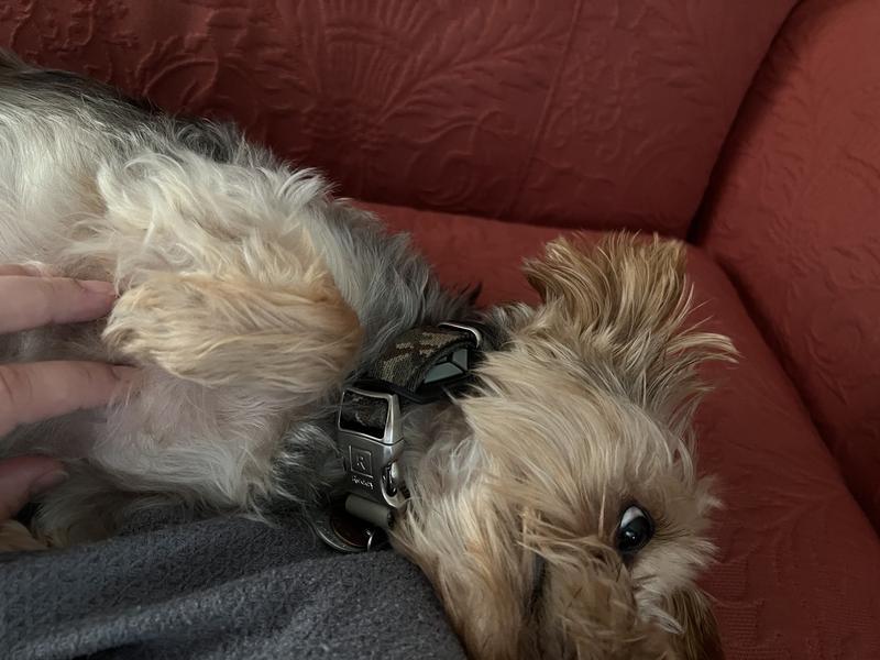 Another view of the Reddy collar on my Yorkie