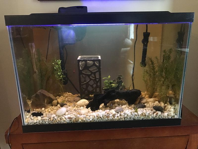 Tea colored water in tank after placing the log in 5 days ago.