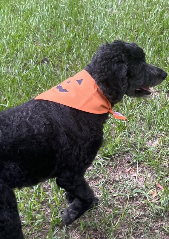 Photo - commentaire 6.