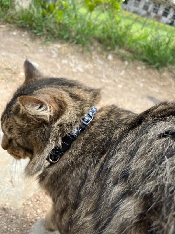 The medium fit my large cat easily