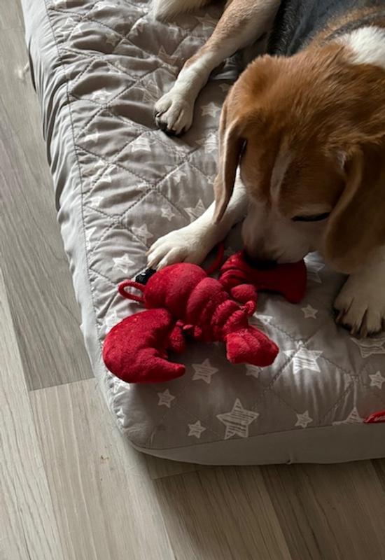 Bugsy and Lola the Lobster