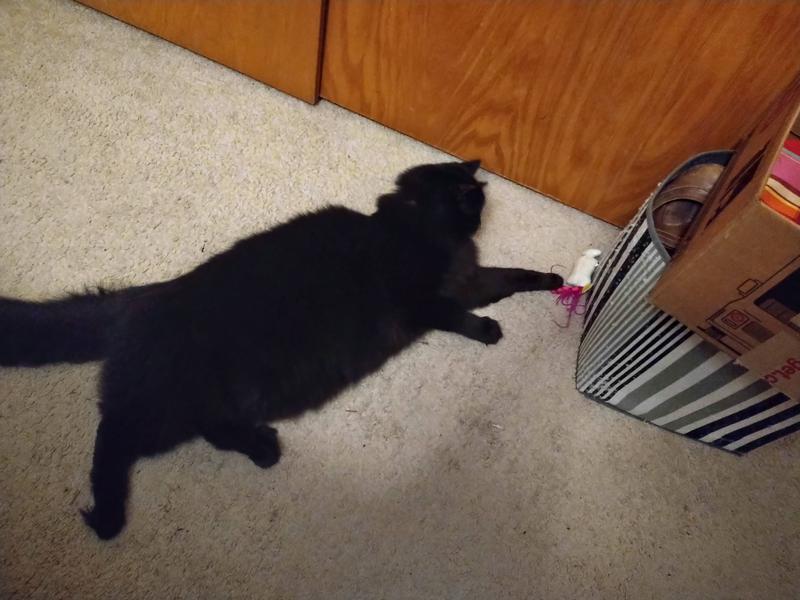 Lazy fat cat