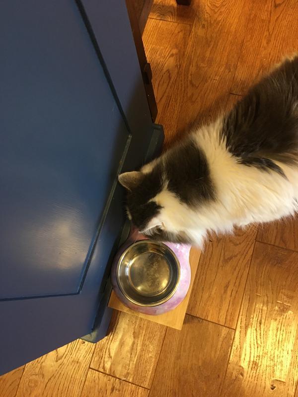 Love his new bowl!