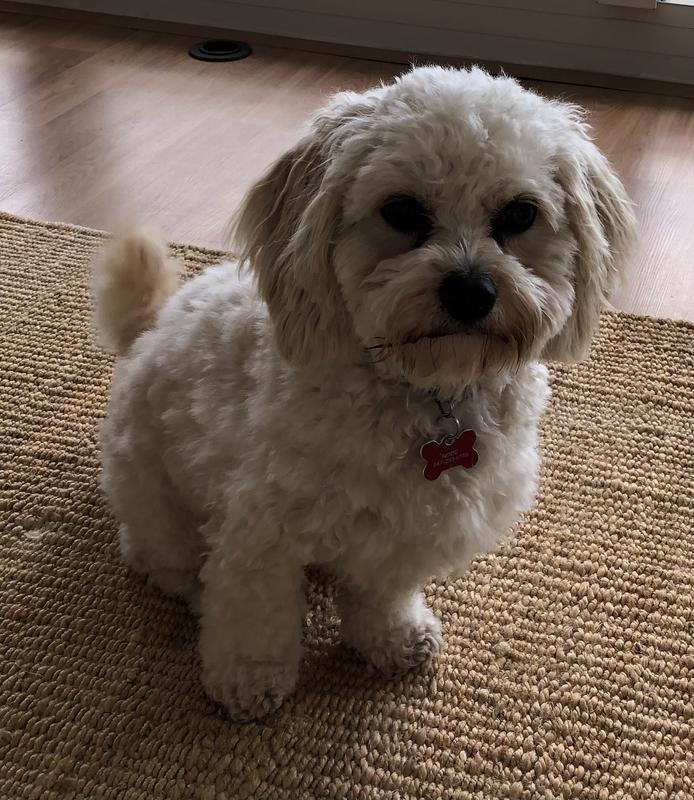 Bode the Cavachon