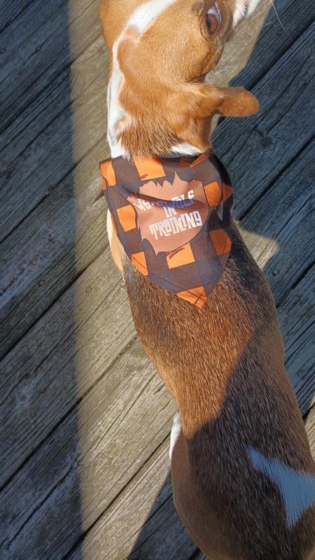 Photo - commentaire&nbsp;6.