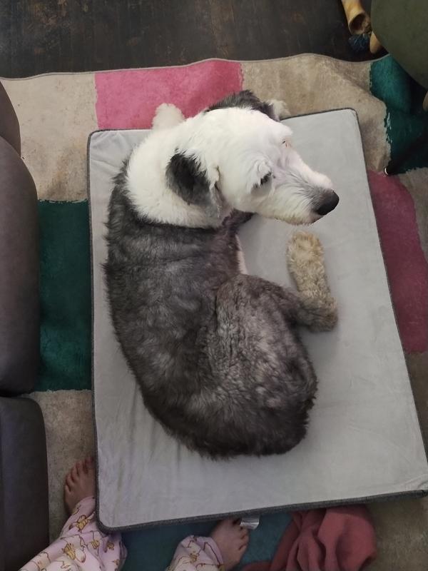 80lbs sheepdog on bed