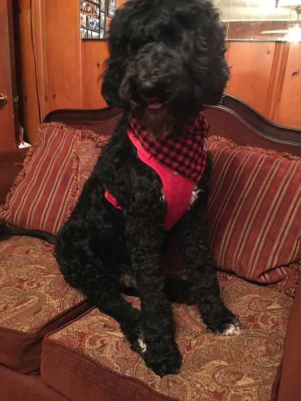 Stetson is a 70 pound golden doodle. Fits nicely.