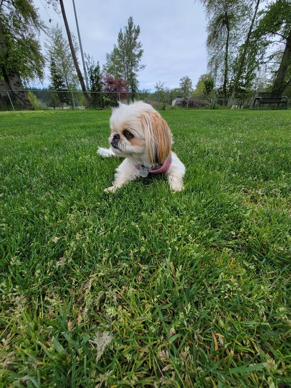 Poppy at the park