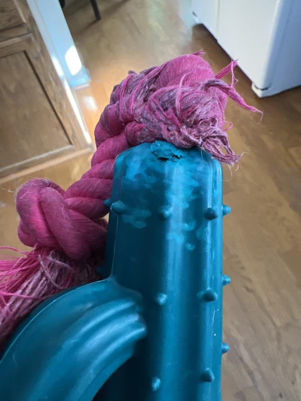 You can see here where she’s already torn the toy a bit.