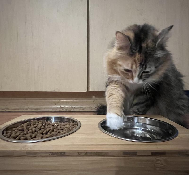 Cleo loves water, and the bowel sits at the purrrfect height for her to do so!