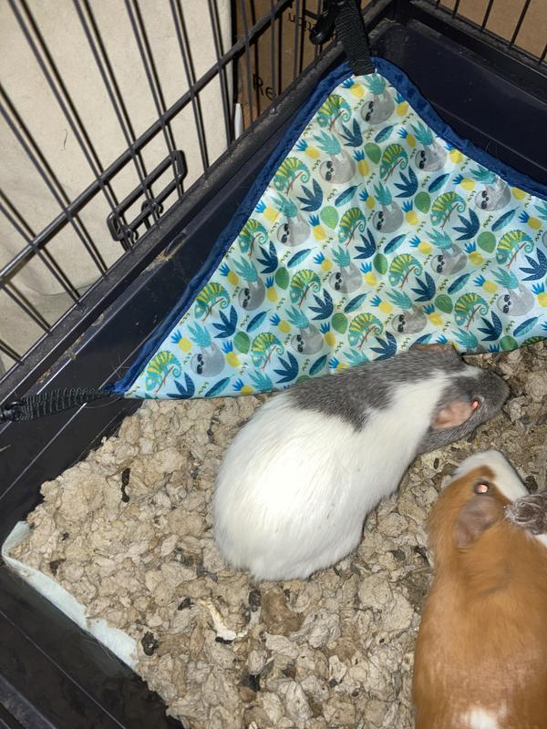 Guinea pig fort