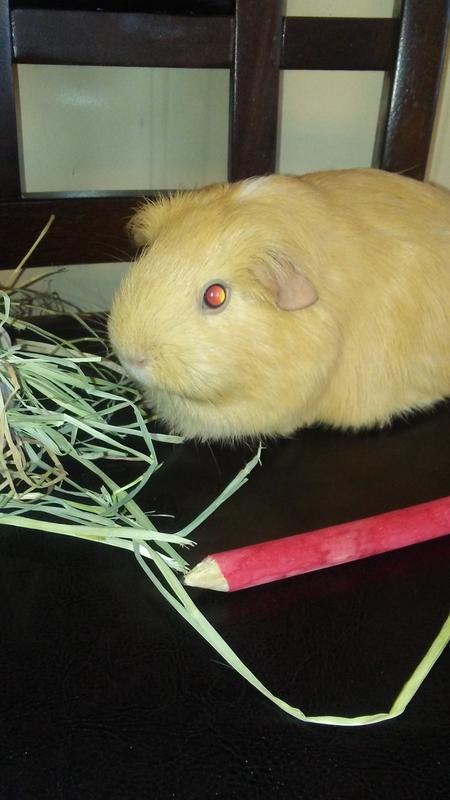 Tots you and me chew sticks