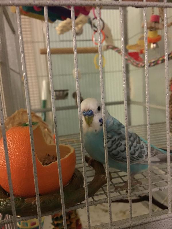 My Budgies love it