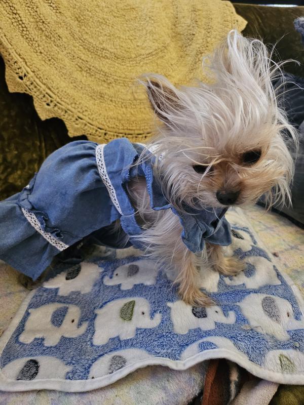 Gigi Monroe  2lb Yorkie